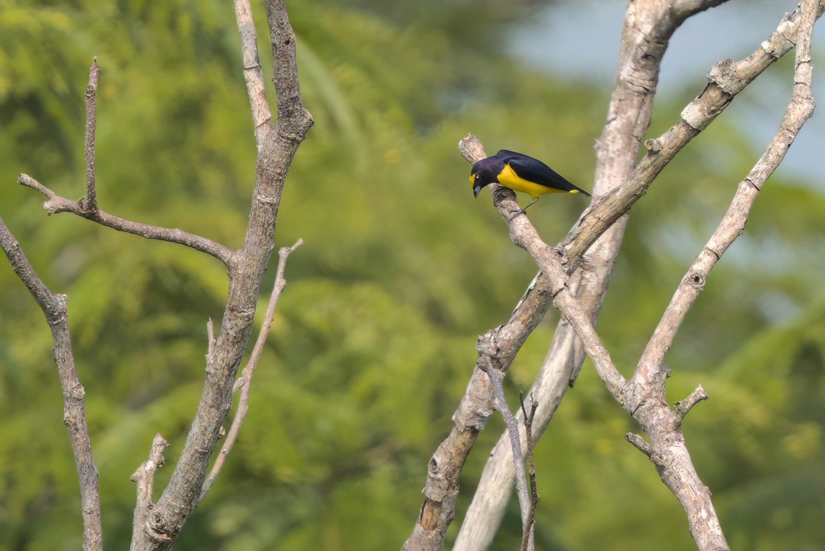 ヤブスミレフウキンチョウ - ML646546721