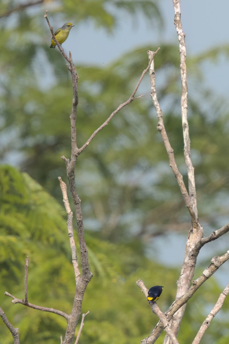 ヤブスミレフウキンチョウ - ML646546722