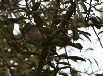 Tufted Titmouse - ML646546723