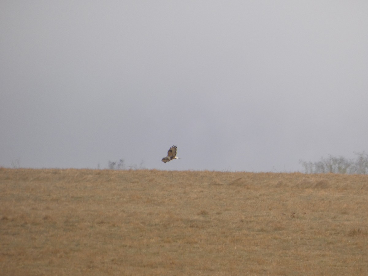 Rough-legged Hawk - ML646546726