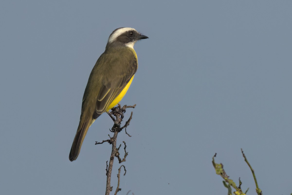 アカボウシヒタキモドキ - ML646546727