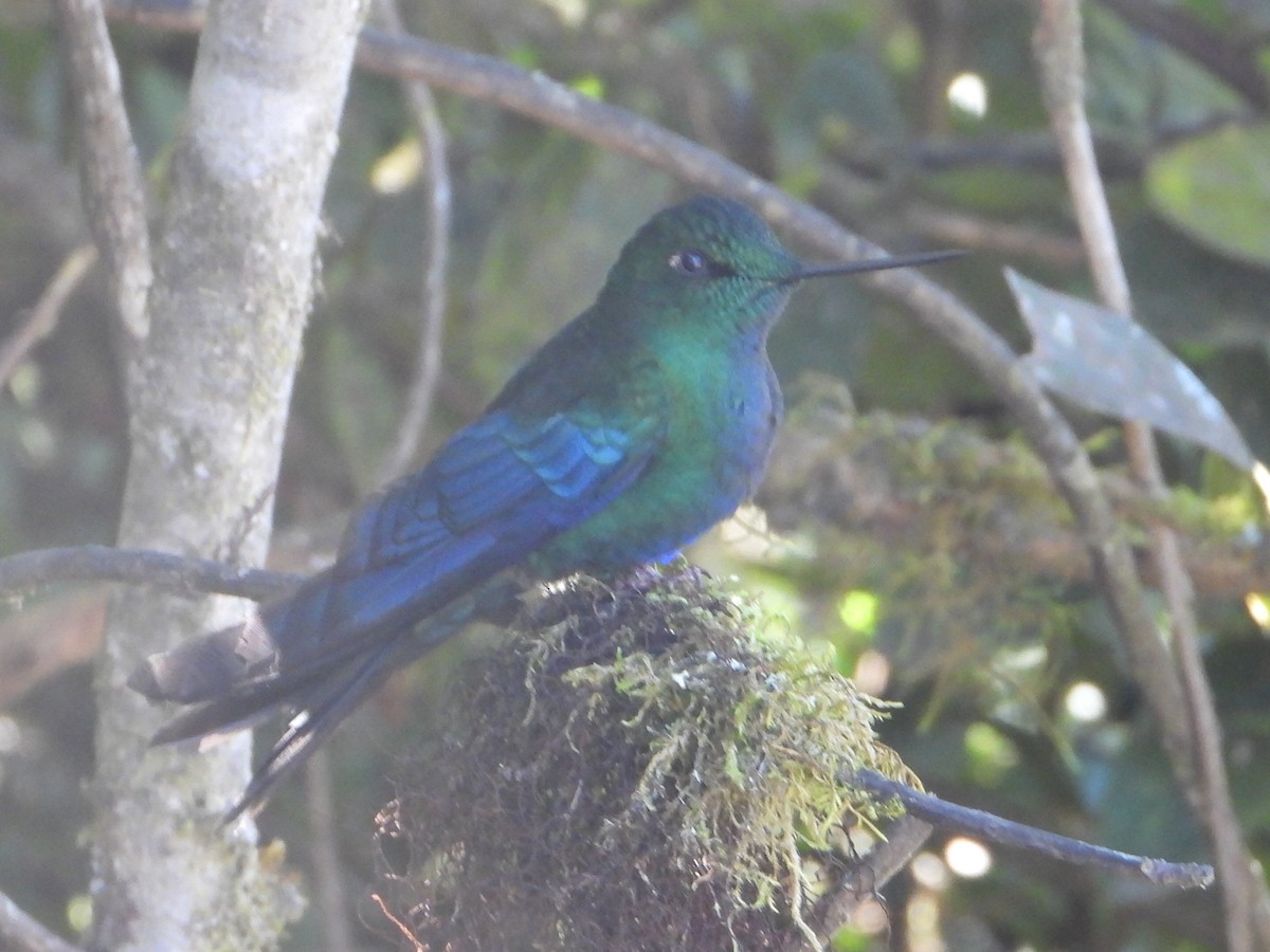 Great Sapphirewing - ML646546728