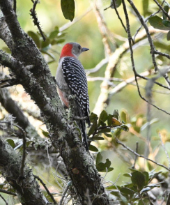 Red-bellied Woodpecker - ML646546729