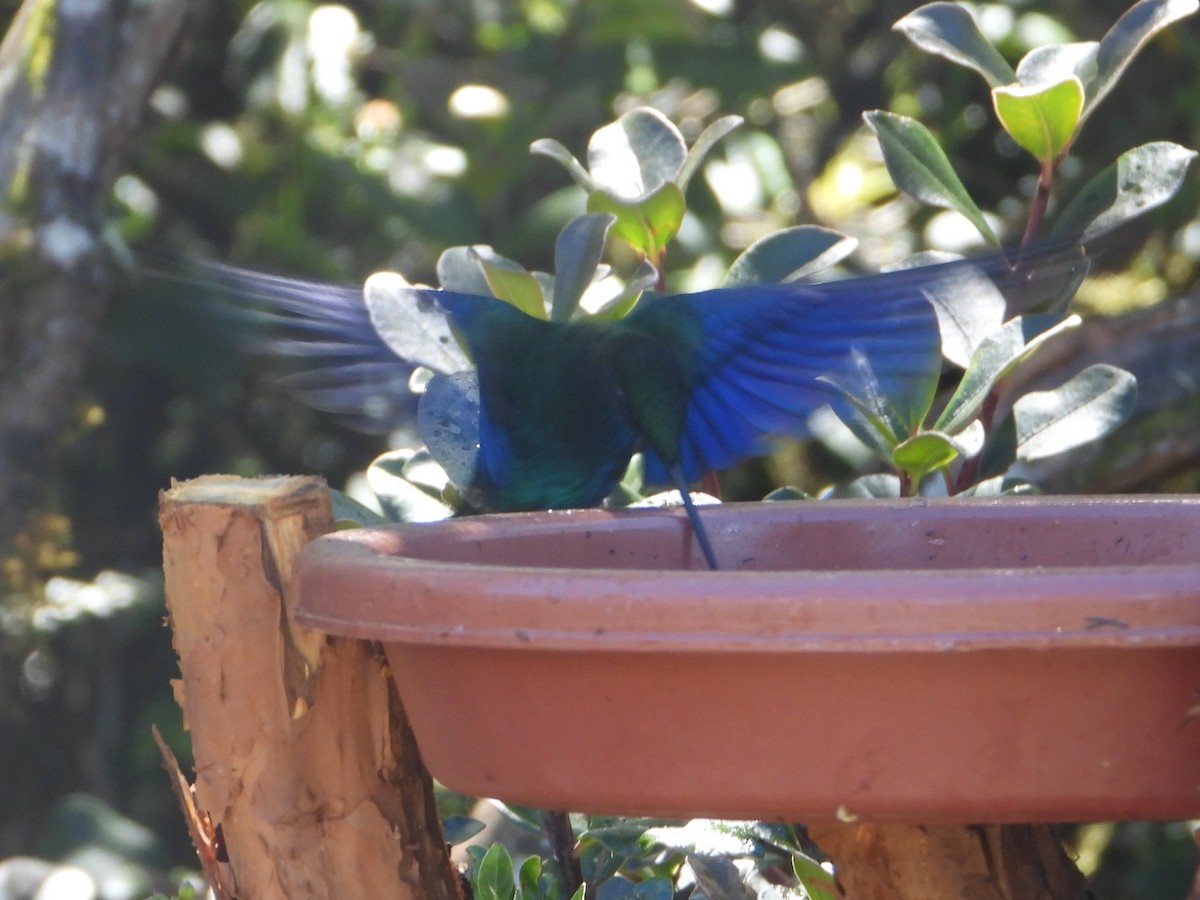 Great Sapphirewing - ML646546730