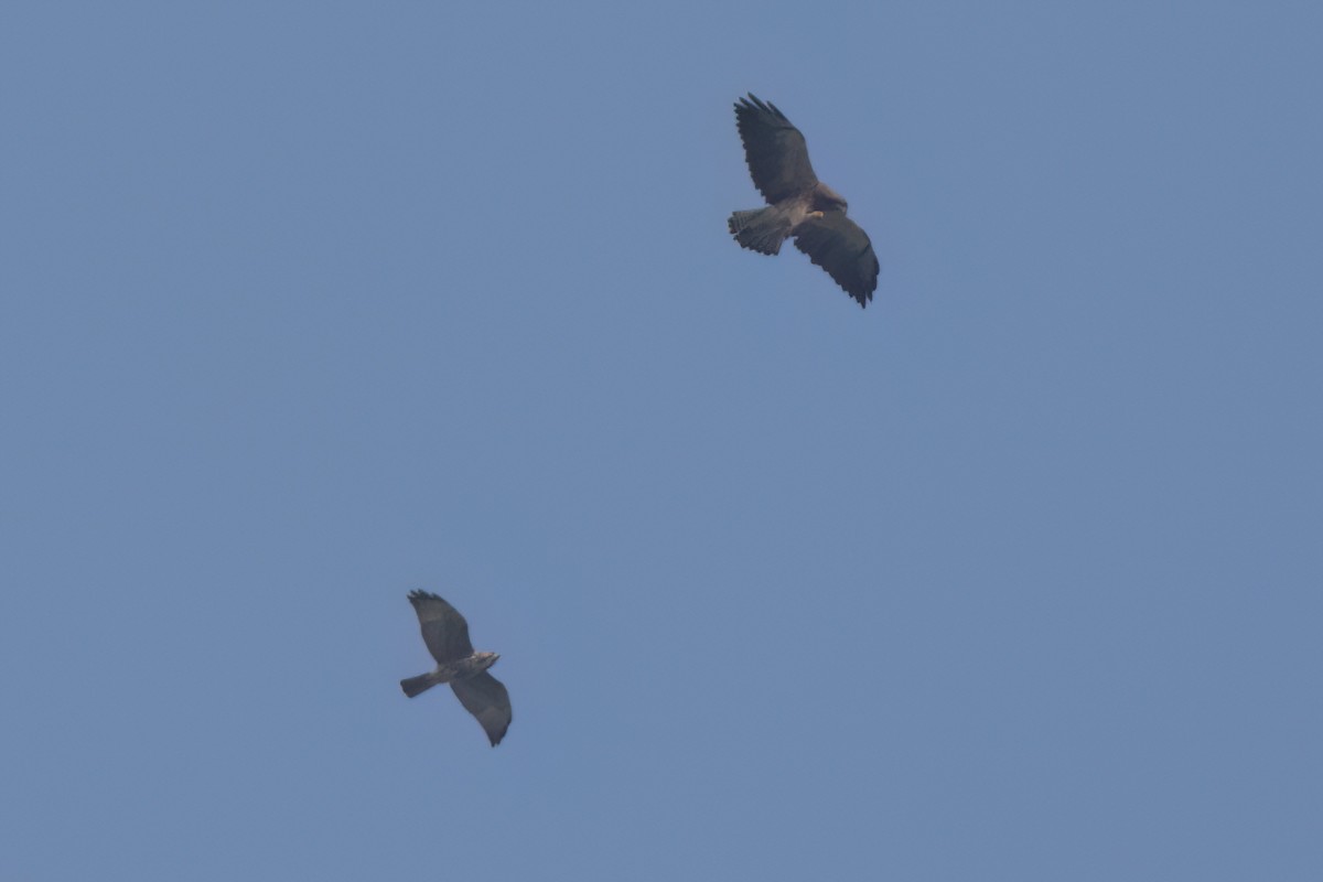 アレチノスリ - ML646546732