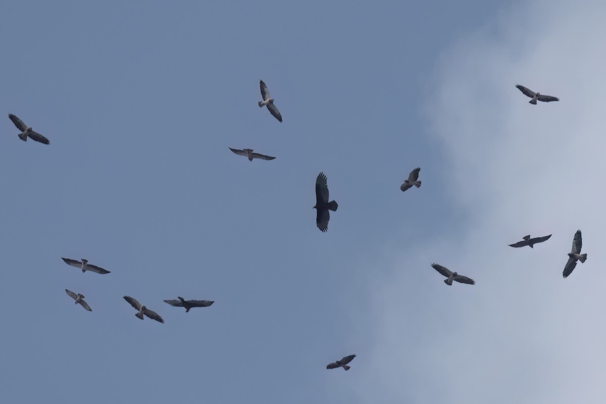 アレチノスリ - ML646546733