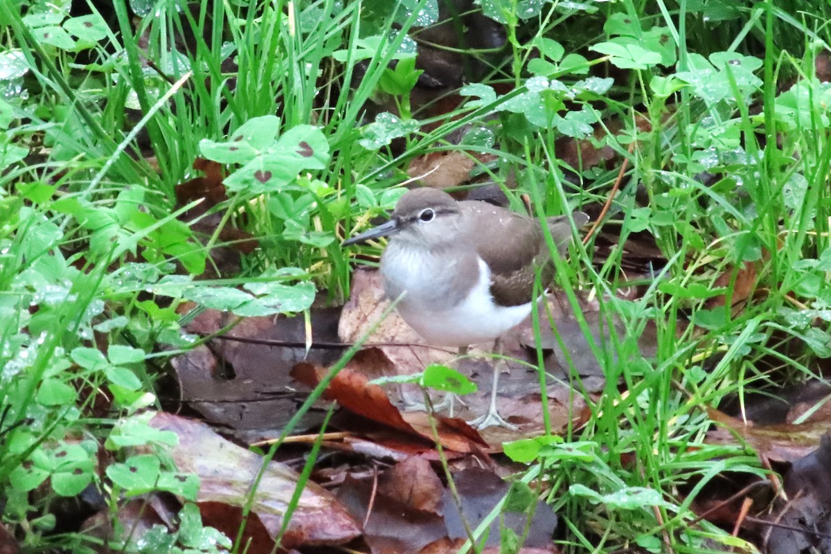 Набережник палеарктичний - ML646546734