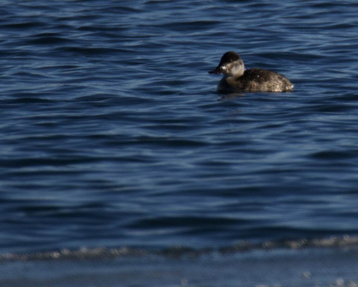 Американская савка - ML646546735