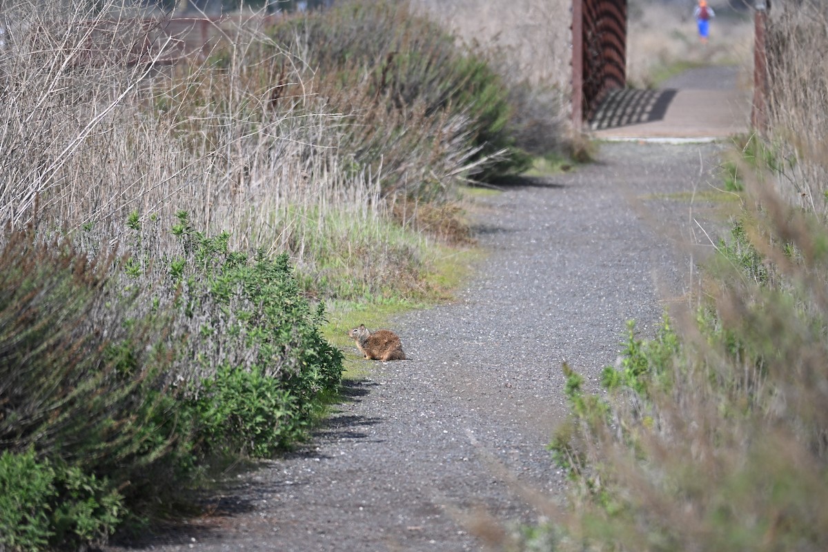 Squirrels - ML646546736