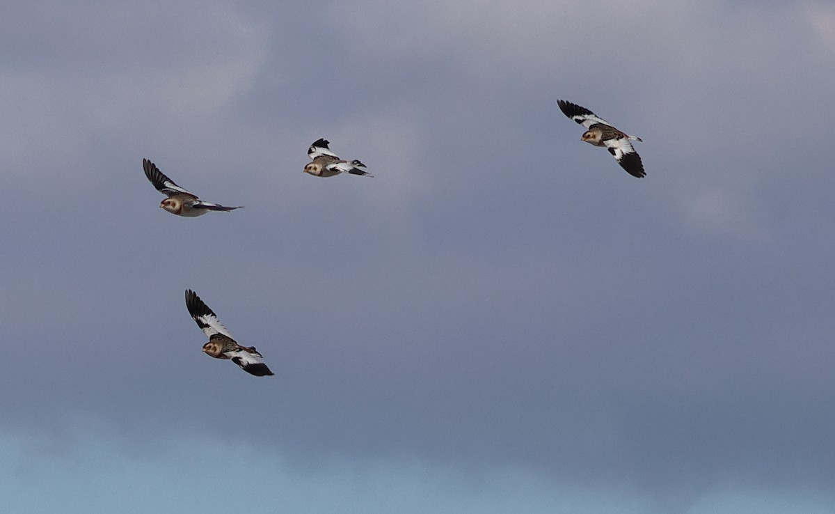 sněhule severní - ML646546737