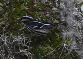 Black-and-white Warbler - ML646546738