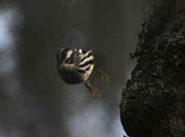 Black-and-white Warbler - ML646546739