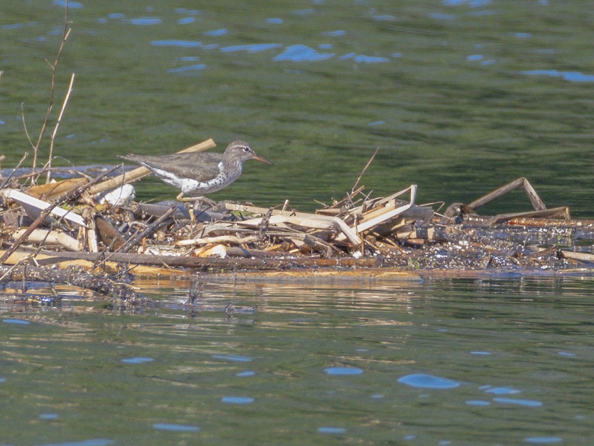 Spotted Sandpiper - ML646546741