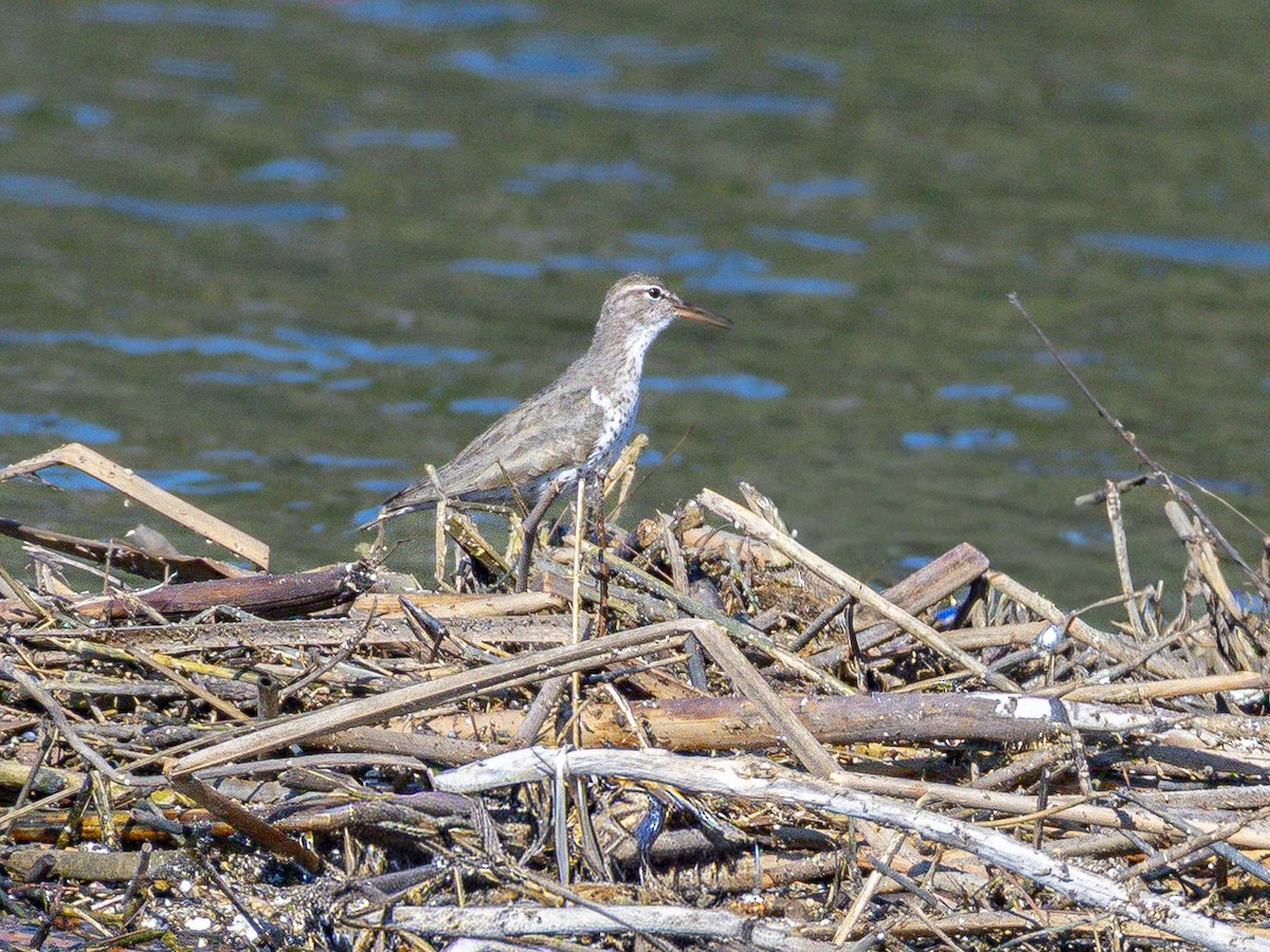 Spotted Sandpiper - ML646546742