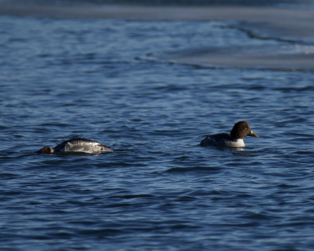 Гоголь - ML646546743