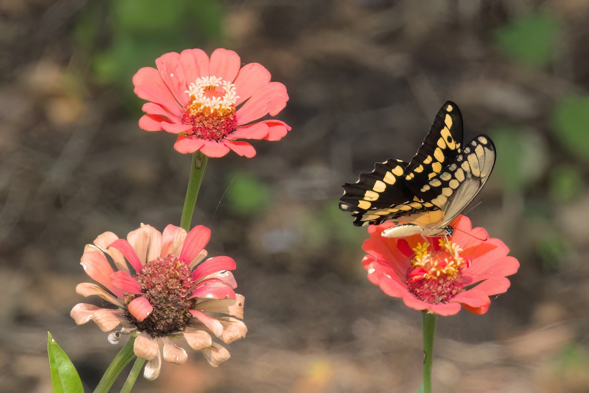 動物界 - ML646546746