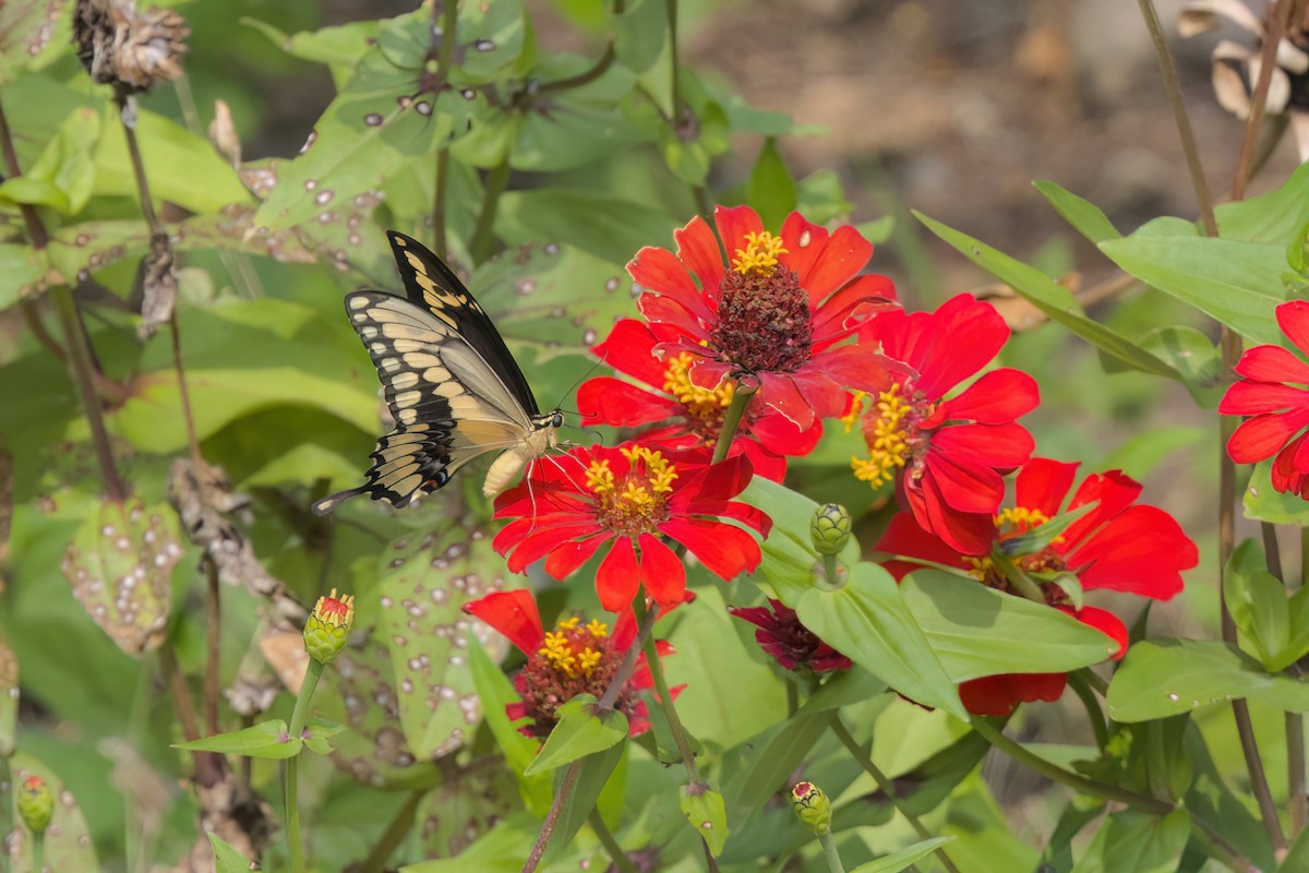 動物界 - ML646546747