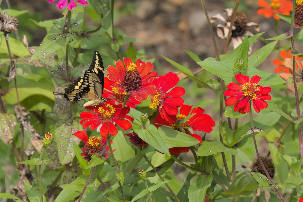 動物界 - ML646546748