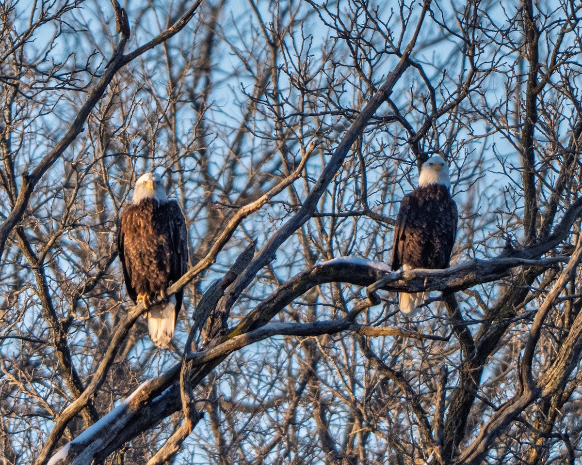 Bald Eagle - ML646546750