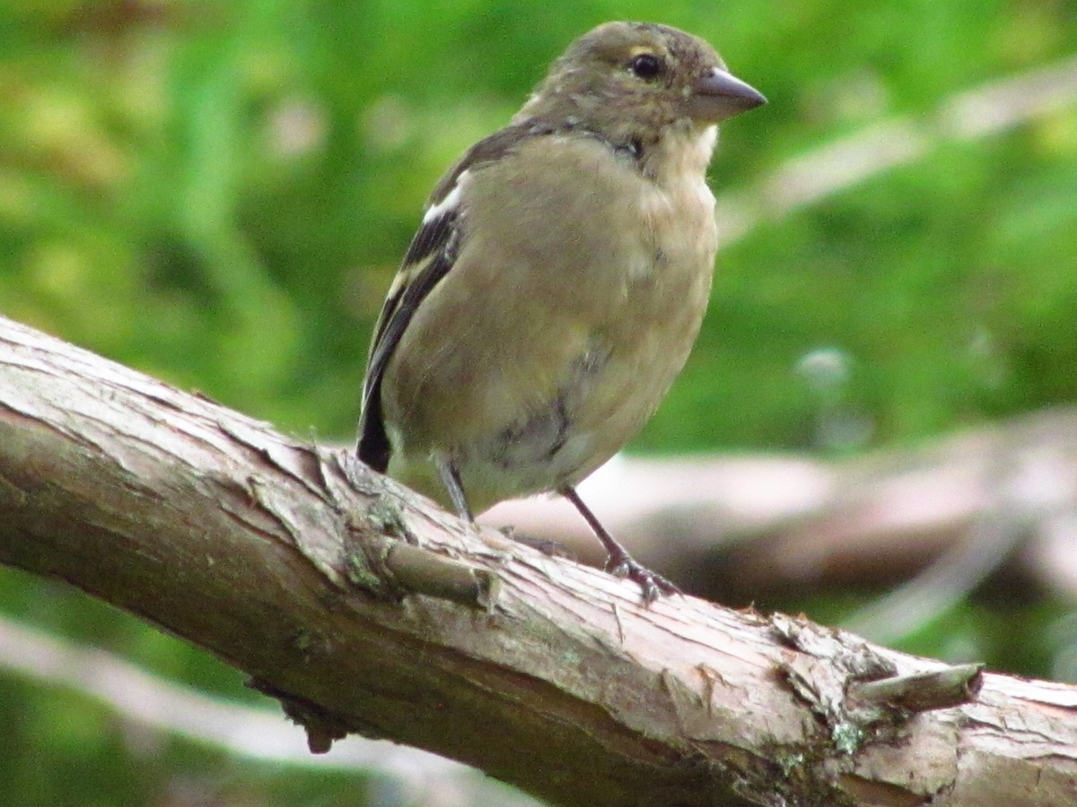 Azores Chaffinch - ML646546752