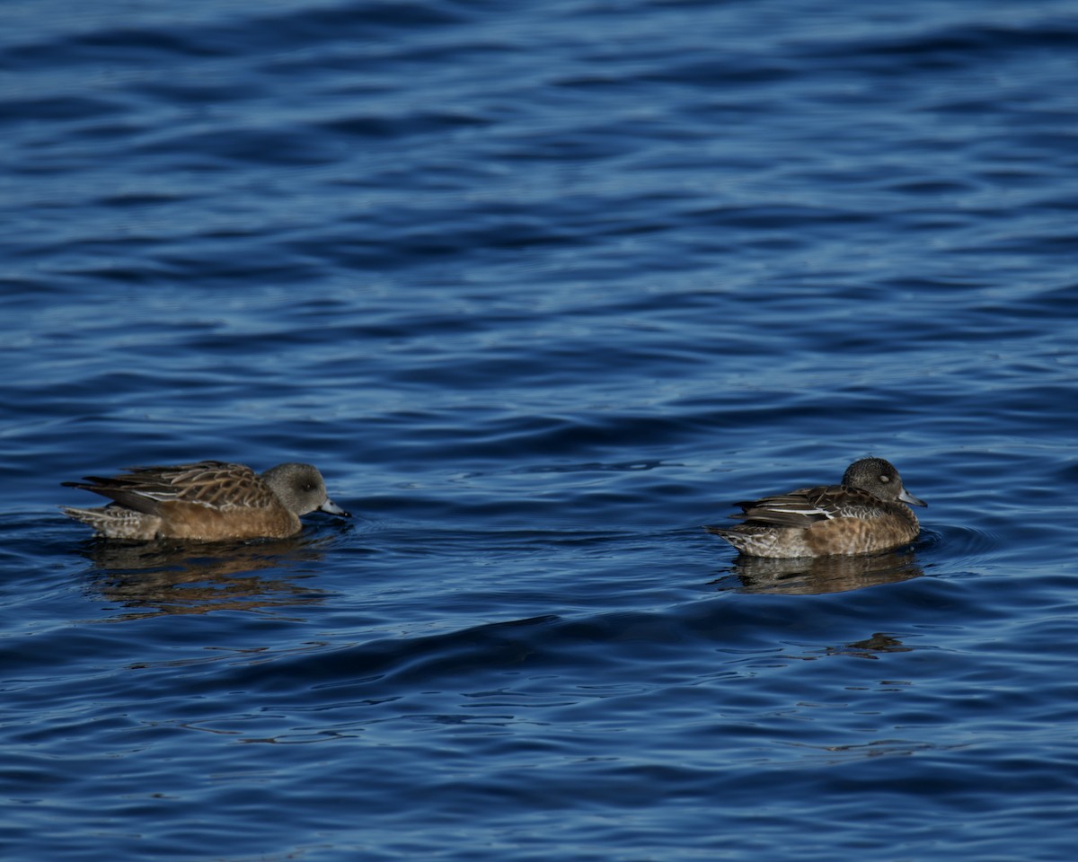 Американская свиязь - ML646546754