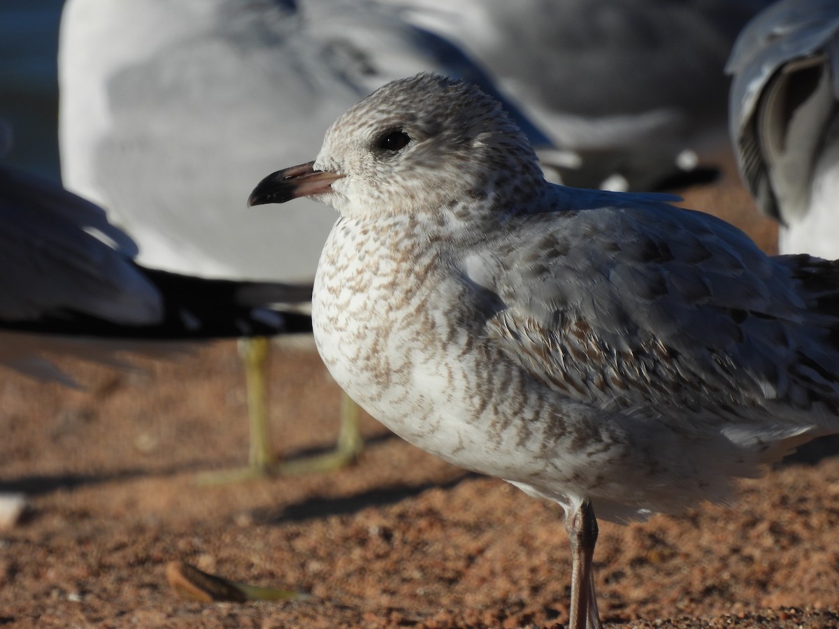 Ring-billed Gull - ML646546755