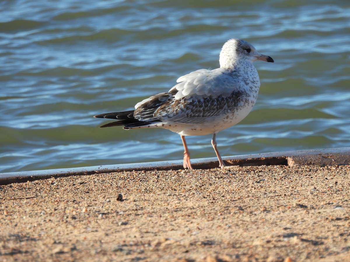 Ring-billed Gull - ML646546756