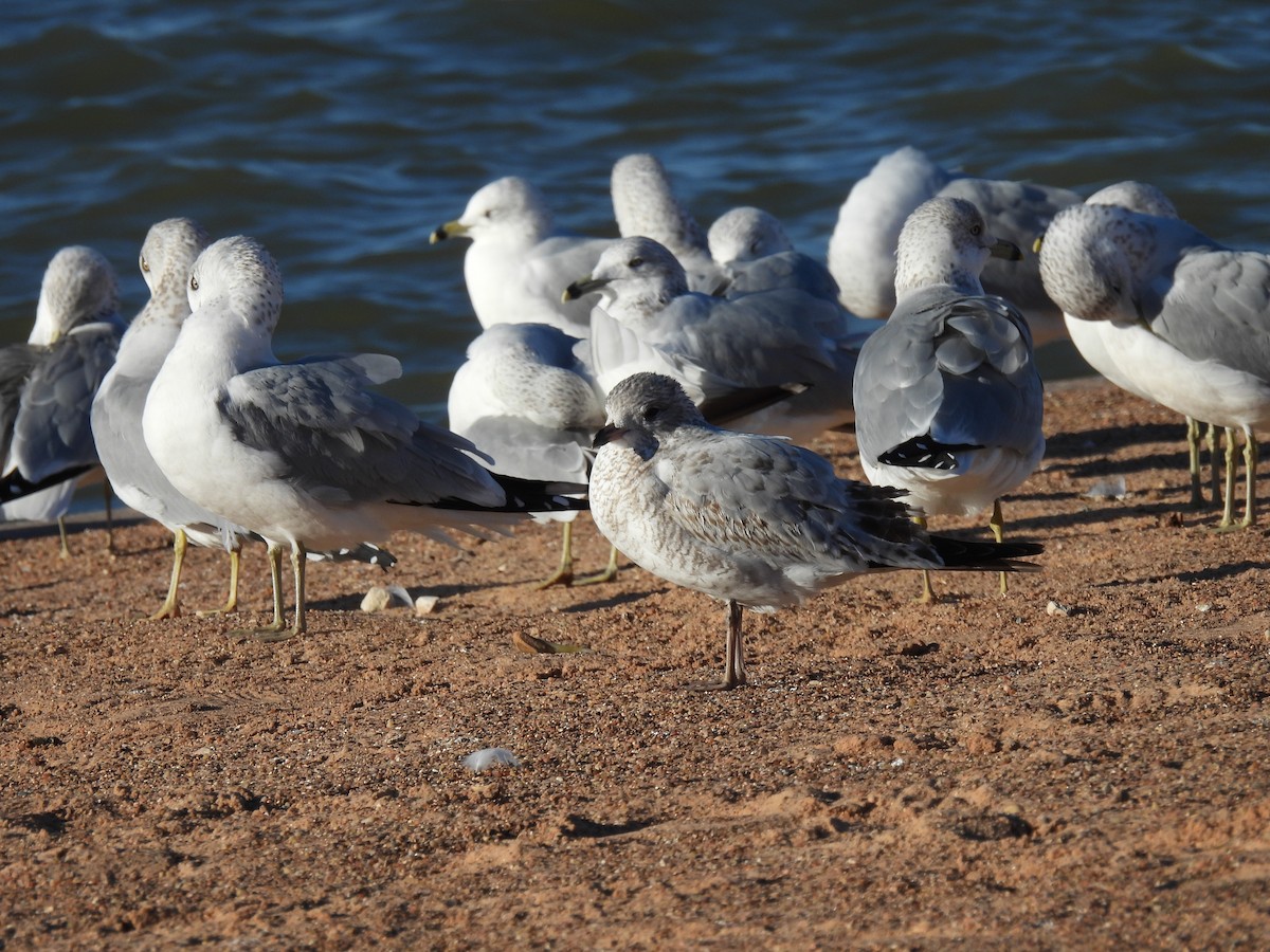 Ring-billed Gull - ML646546757