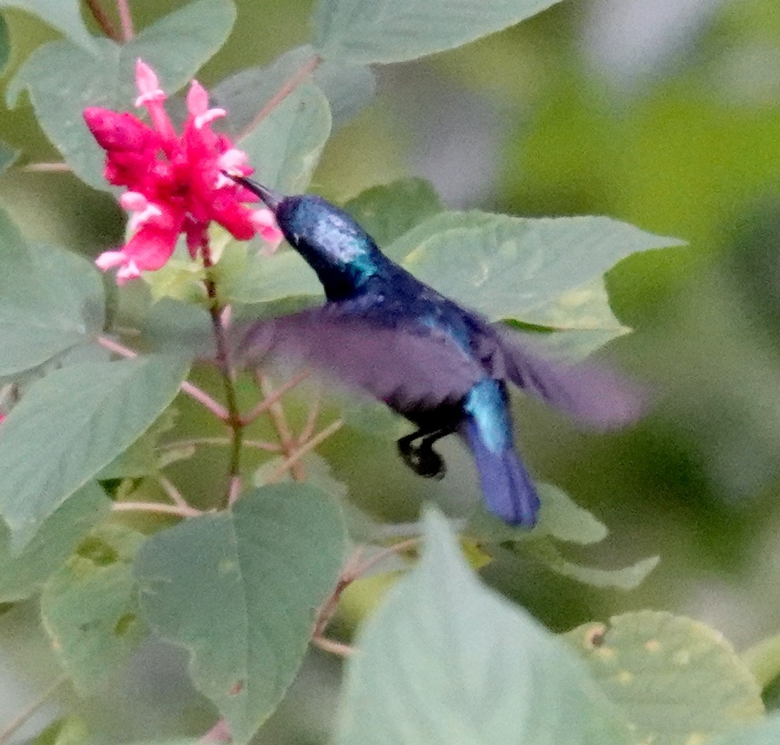 Purple Sunbird - ML646546759