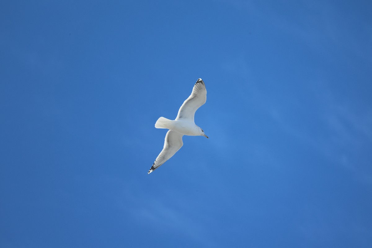 Kanadamöwe - ML646546760