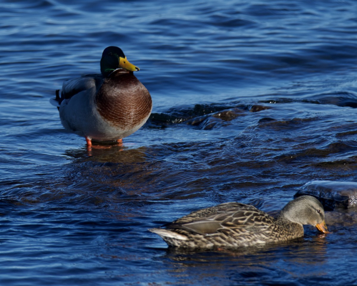 Кряква - ML646546762