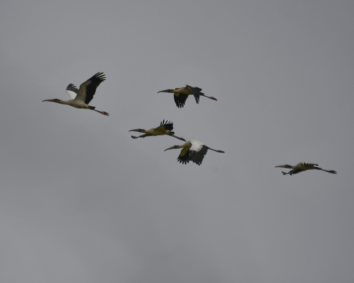 amerikastork - ML646546763