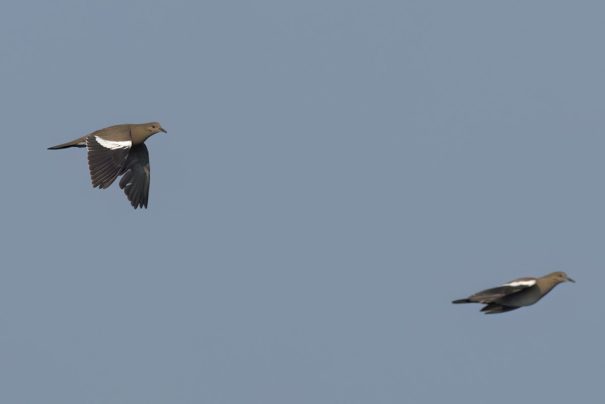 White-winged Dove - ML646546767