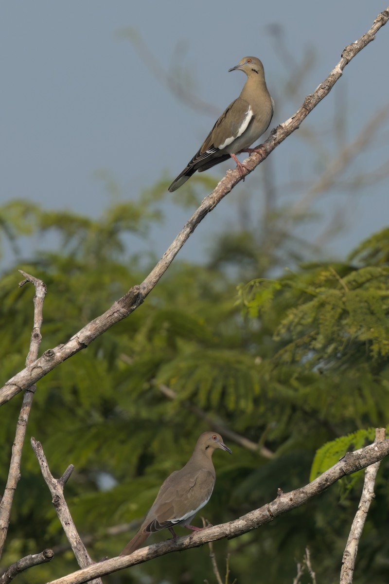 White-winged Dove - ML646546768