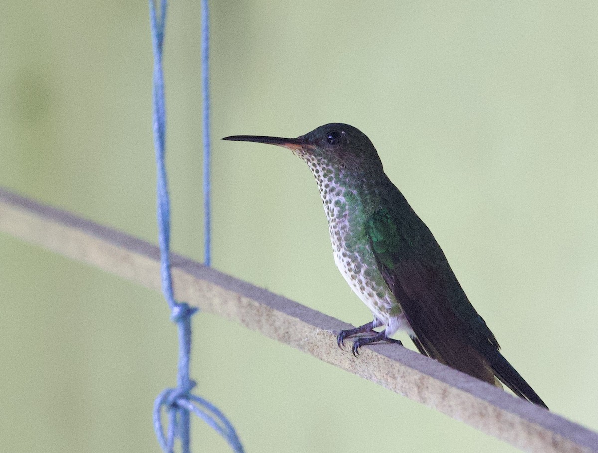 Many-spotted Hummingbird - ML646546770