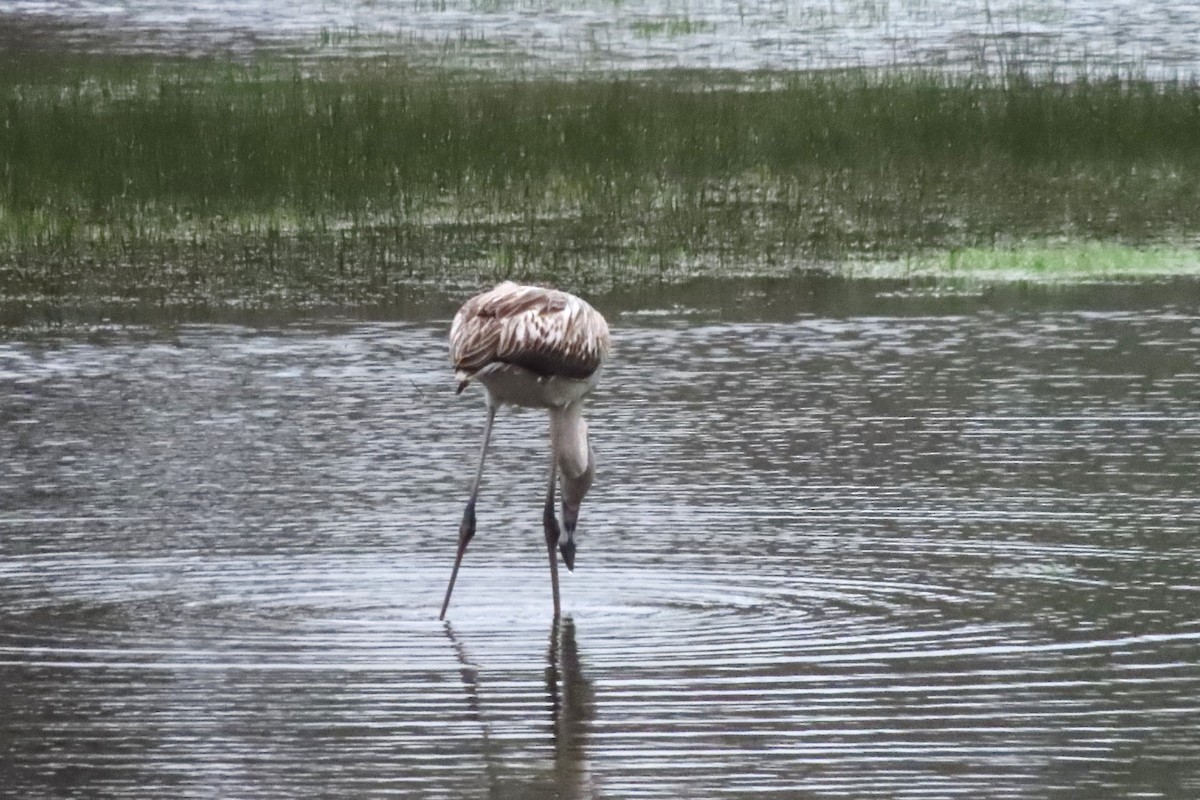 Фламінго рожевокрилий - ML646546772