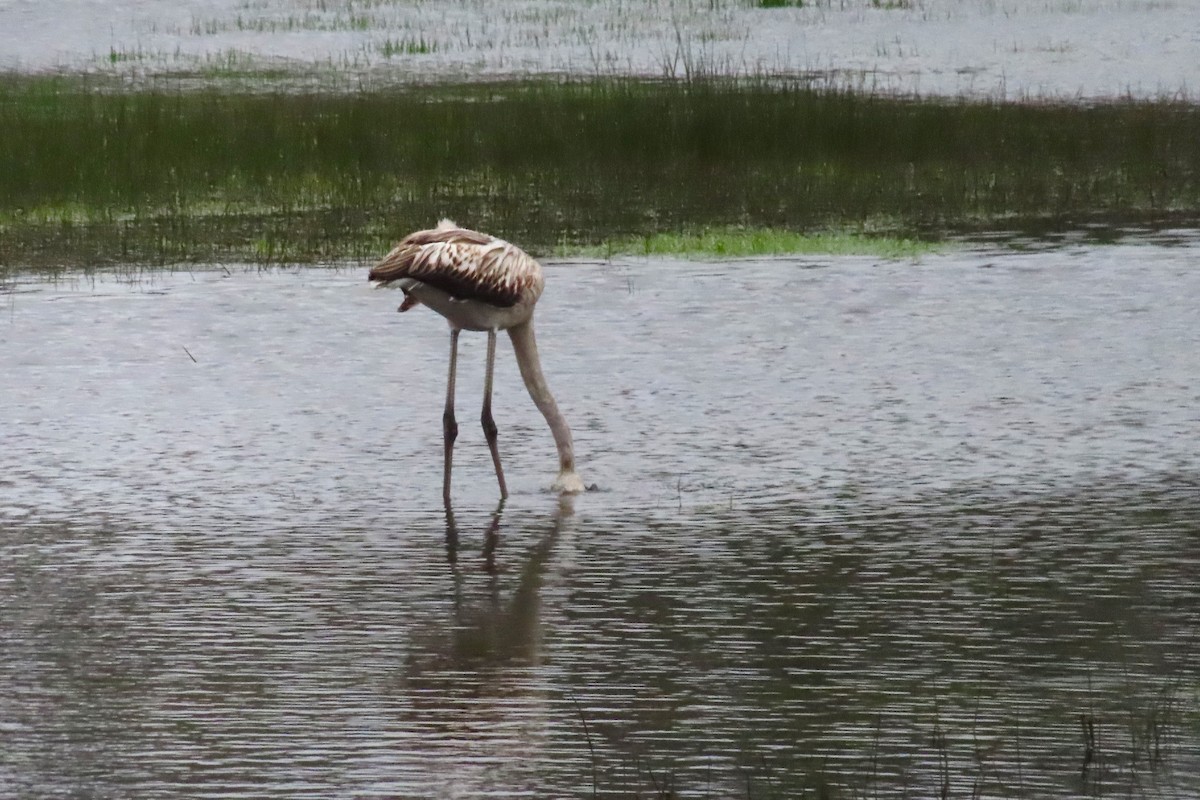 Фламінго рожевокрилий - ML646546773