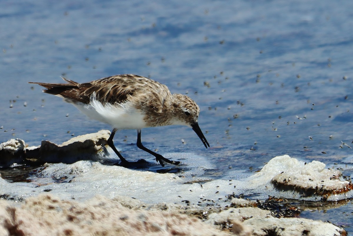 Baird's Sandpiper - ML646546774