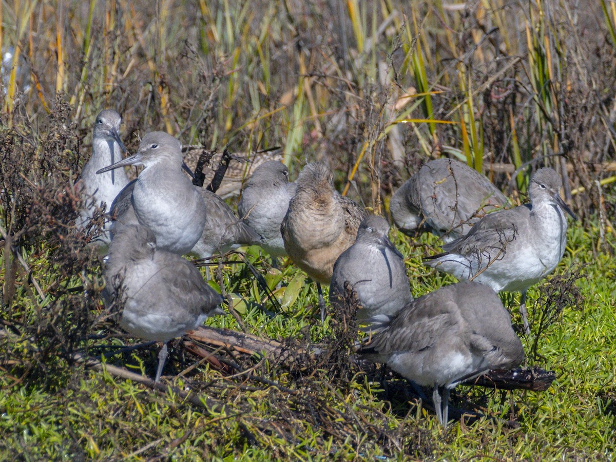 Willet - ML646546775