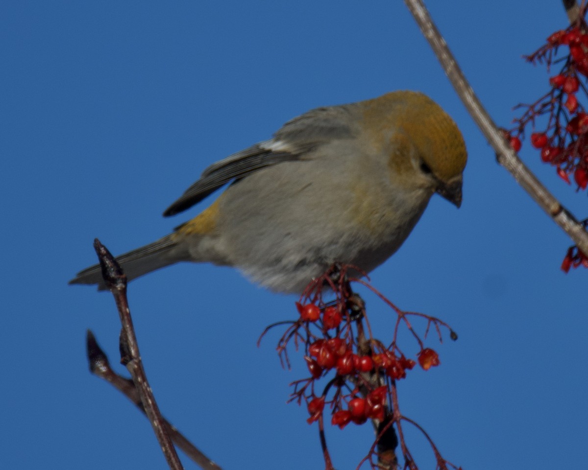 Щур - ML646546776