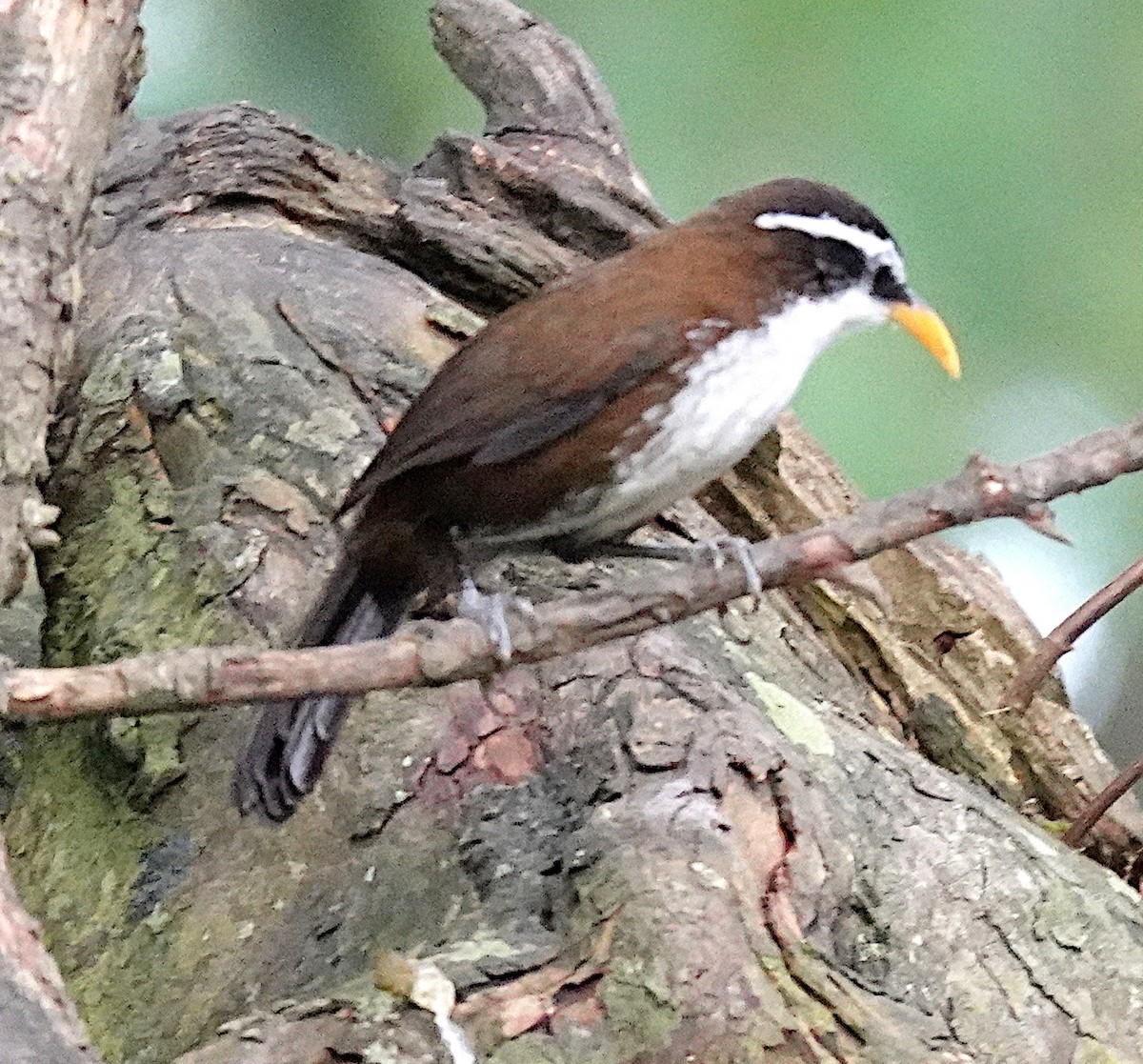 Sri Lanka Scimitar-Babbler - ML646546777