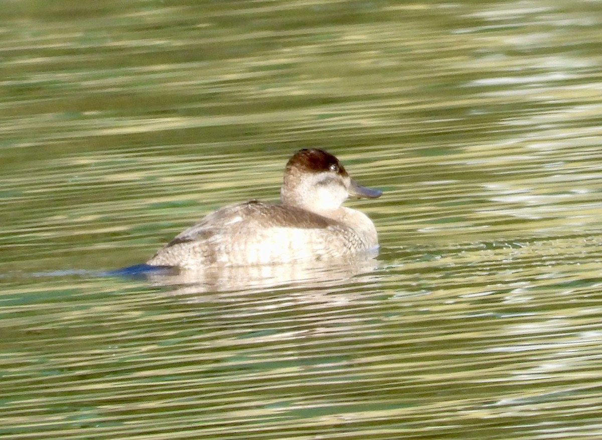 Ruddy Duck - ML646546778