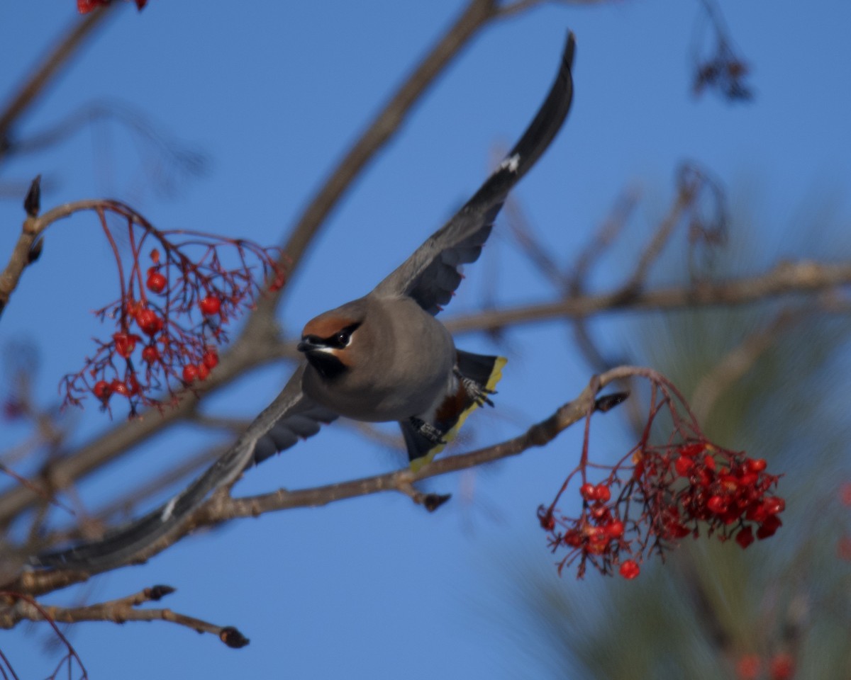 Свиристель - ML646546782