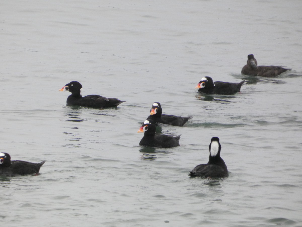 Surf Scoter - ML646546783