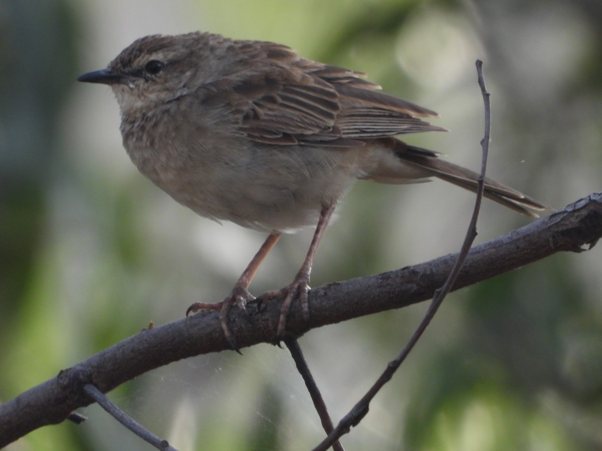 Rufous Songlark - ML646546784