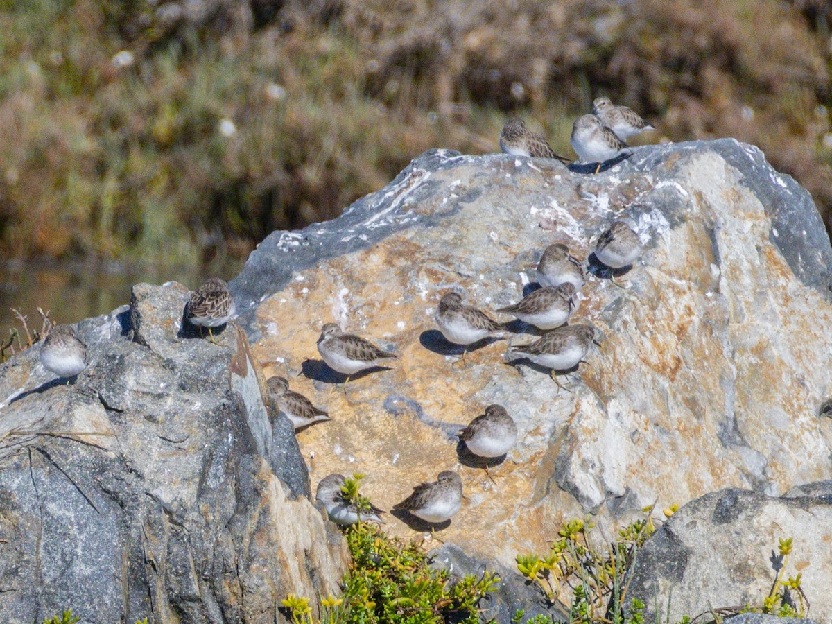 Least Sandpiper - ML646546785