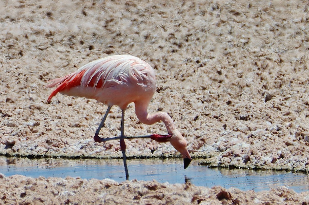 Чилийский фламинго - ML646546787