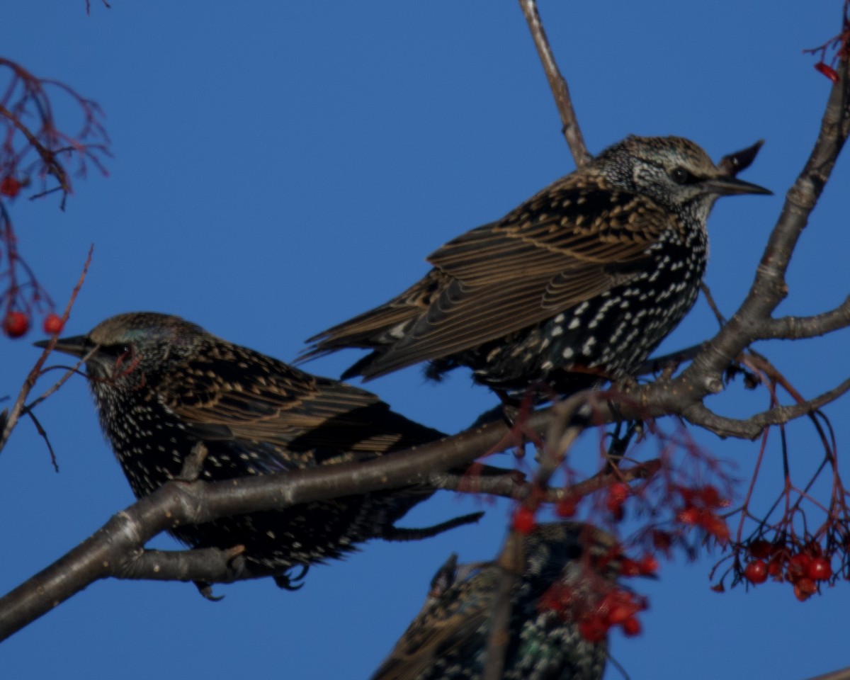 Обыкновенный скворец - ML646546788