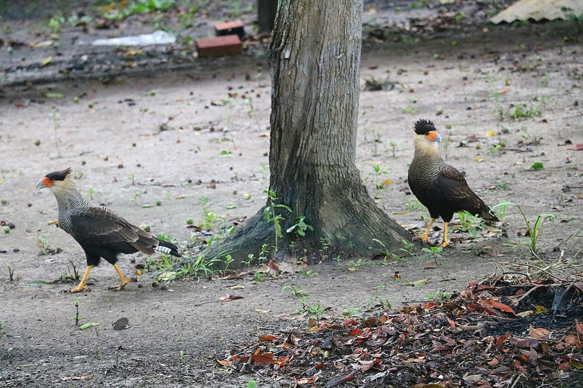 Crested Caracara - ML646546789