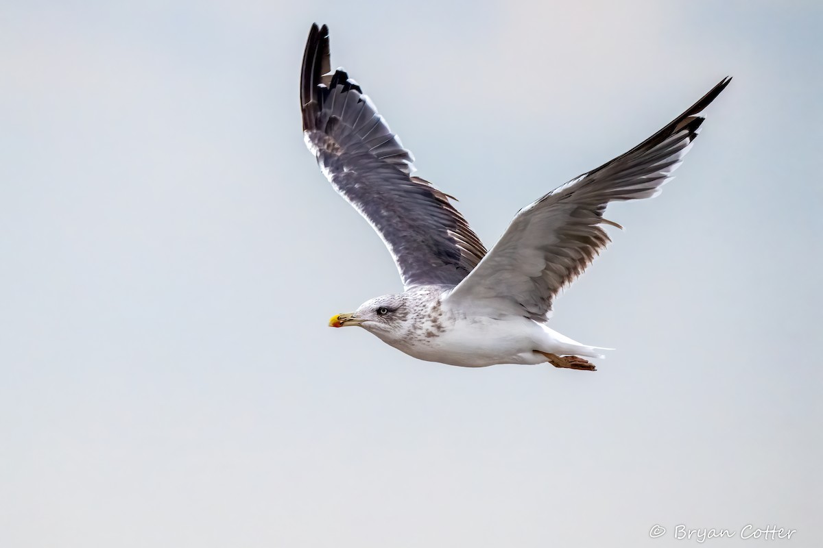 Kara Sırtlı Martı - ML646546790